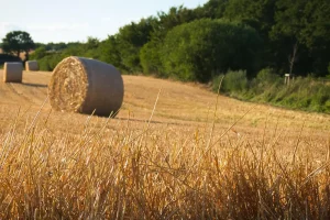 Consultanță și mentenanță pentru fabrici de procesare a lucernei