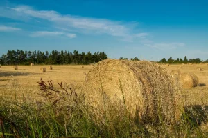 Consultanță și mentenanță pentru fabrici de procesare a lucernei